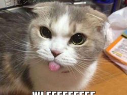 Meme Kocak Kucing Bisa untuk Reaksi Pesan WhatsApp