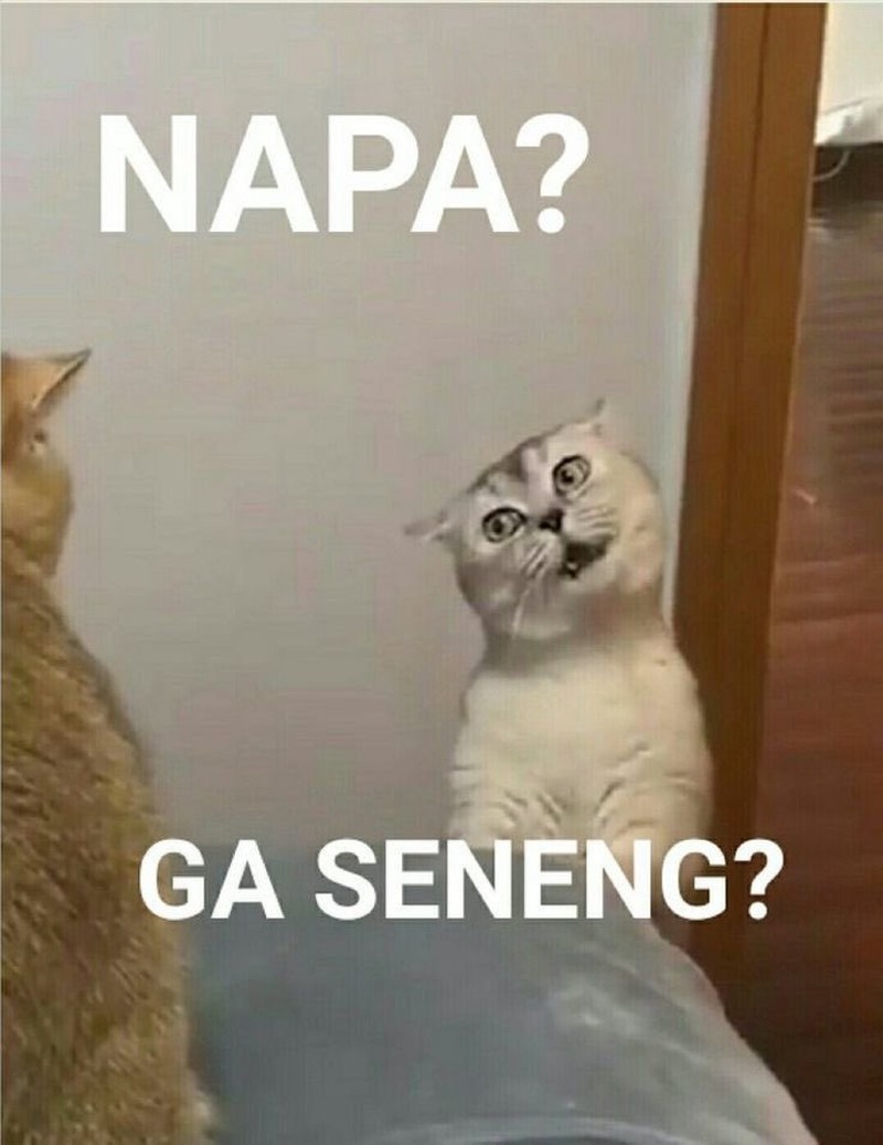 Meme Kocak Kucing