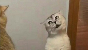 Cocok untuk pesan nyolot... Foto: Twitter/@majelislucutwt