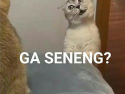 Meme Kocak Kucing Bisa untuk Reaksi Pesan WhatsApp