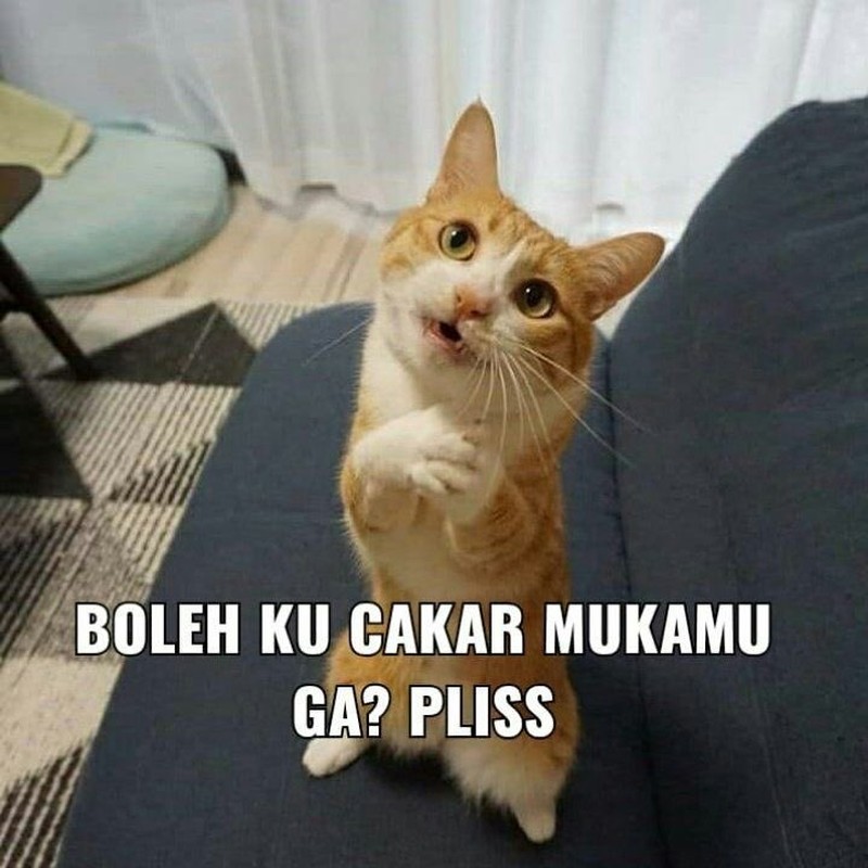 Meme Kocak Kucing