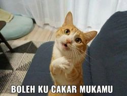 Meme Kocak Kucing Bisa untuk Reaksi Pesan WhatsApp