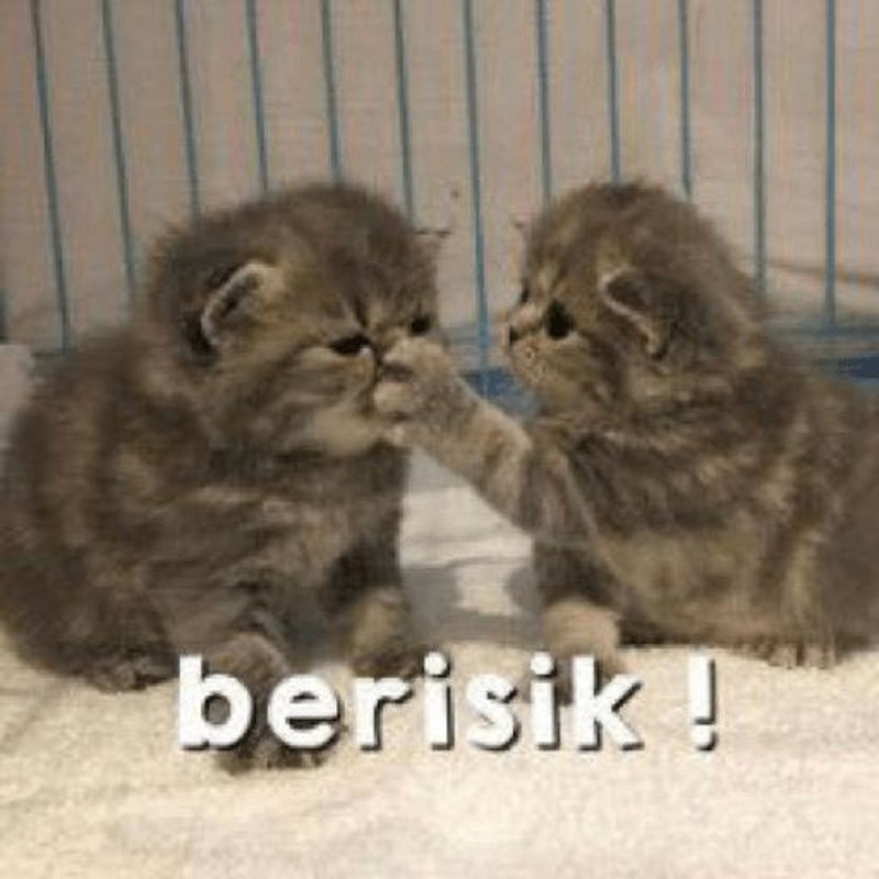 Meme Kocak Kucing
