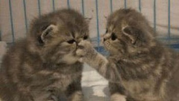 Berisik!!! Foto: Twitter/@majelislucutwt