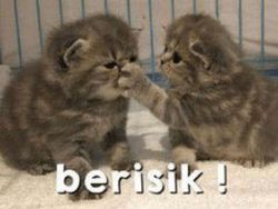 Meme Kocak Kucing Bisa untuk Reaksi Pesan WhatsApp
