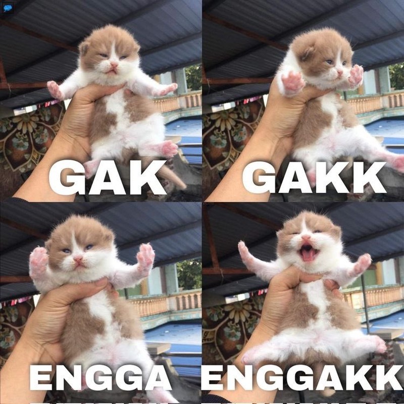 Meme Kocak Kucing