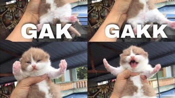 Gak gakk ngakkk Foto: Twitter/@majelislucutwt