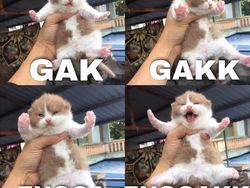Meme Kocak Kucing Bisa untuk Reaksi Pesan WhatsApp