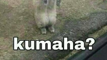 Kumaha... Foto: Twitter/@majelislucutwt