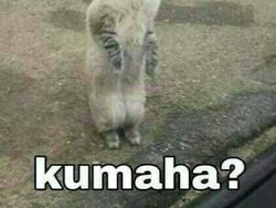 Meme Kocak Kucing Bisa untuk Reaksi Pesan WhatsApp