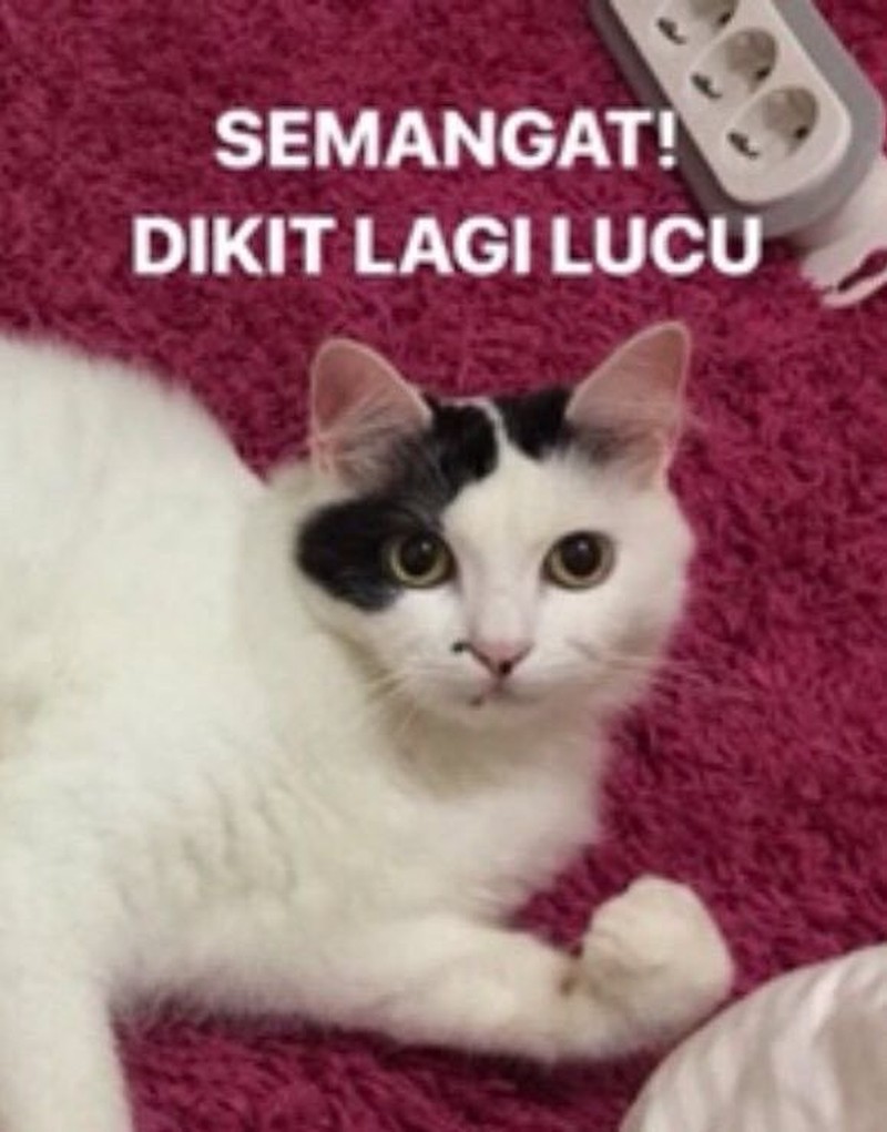 Meme Kocak Kucing
