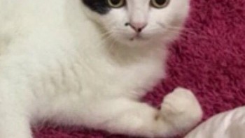 Semangat! Dikit lagi lucu... Foto: Twitter/@majelislucutwt