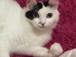 Meme Kocak Kucing Bisa untuk Reaksi Pesan WhatsApp