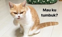 Meme Kocak Kucing