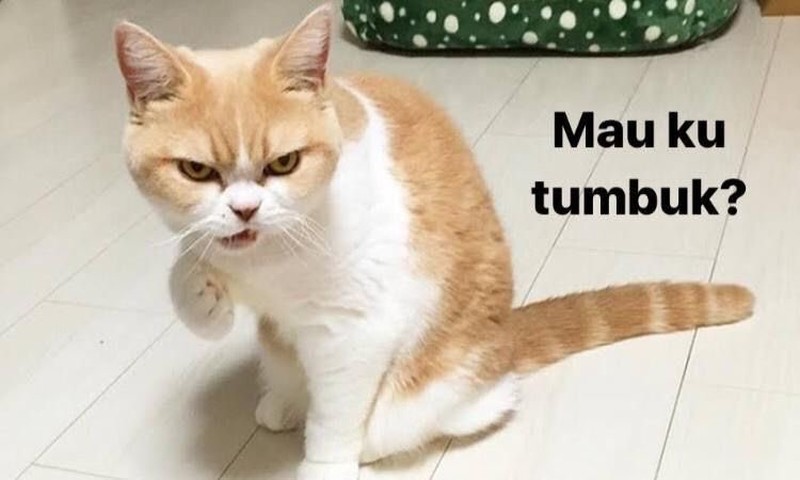 Meme Kocak Kucing