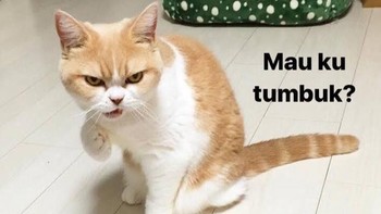 Untuk melihat meme lain yang lucu bisa akses di sini. Foto: Twitter/@majelislucutwt