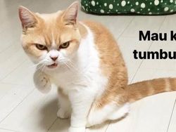 Meme Kocak Kucing Bisa untuk Reaksi Pesan WhatsApp