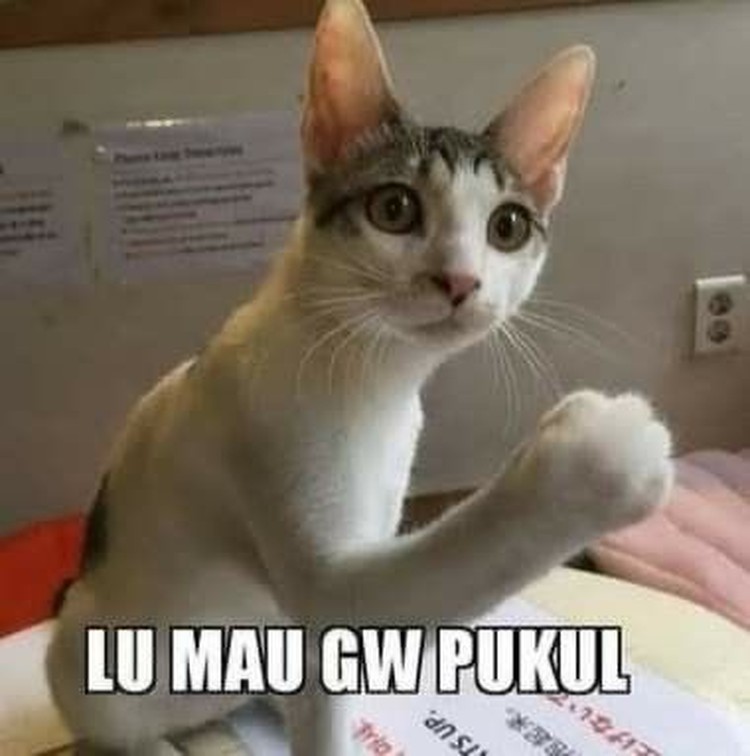 Meme Kocak Kucing