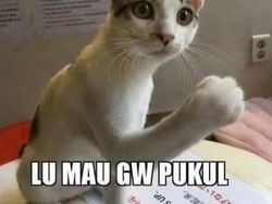 Meme Kocak Kucing Bisa untuk Reaksi Pesan WhatsApp