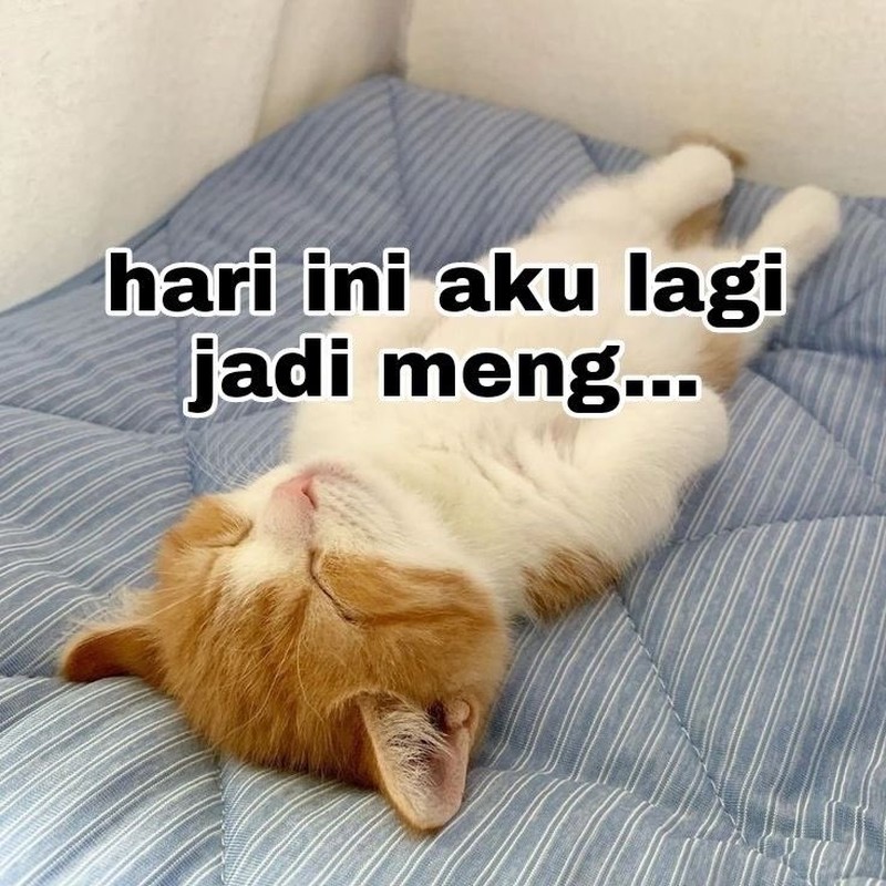 Meme Kocak Kucing