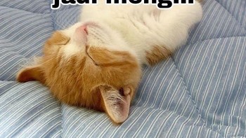 Meme ini bisa untuk pesan WhatsApp kalau lagi mager. Foto: Twitter/@majelislucutwt