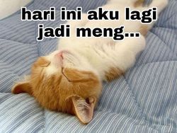 Meme Kocak Kucing Bisa untuk Reaksi Pesan WhatsApp