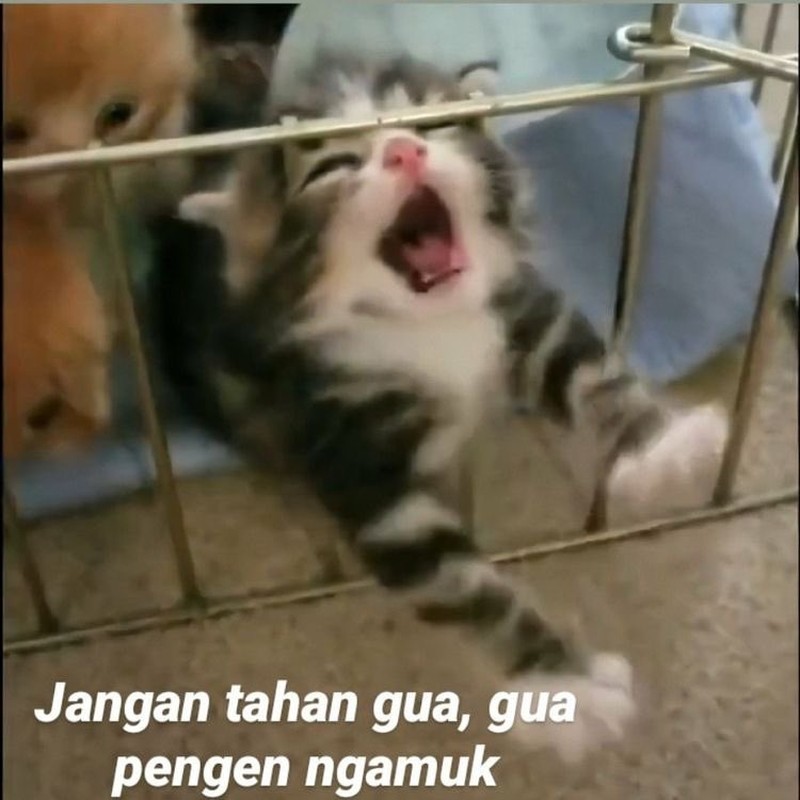 Meme Kocak Kucing