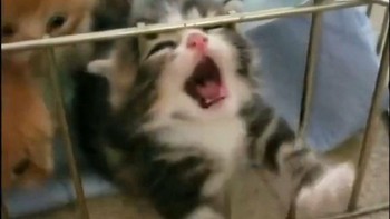 Jangan tahan gua... pengen ngamuk! Foto: Twitter/@majelislucutwt