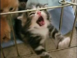 Meme Kocak Kucing Bisa untuk Reaksi Pesan WhatsApp