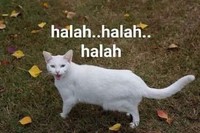 Meme Kocak Kucing