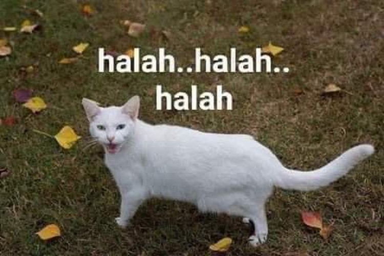 Meme Kocak Kucing