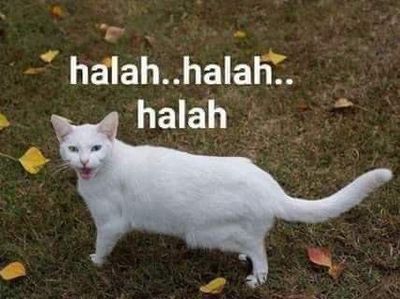 Meme Kocak Kucing Bisa untuk Reaksi Pesan WhatsApp