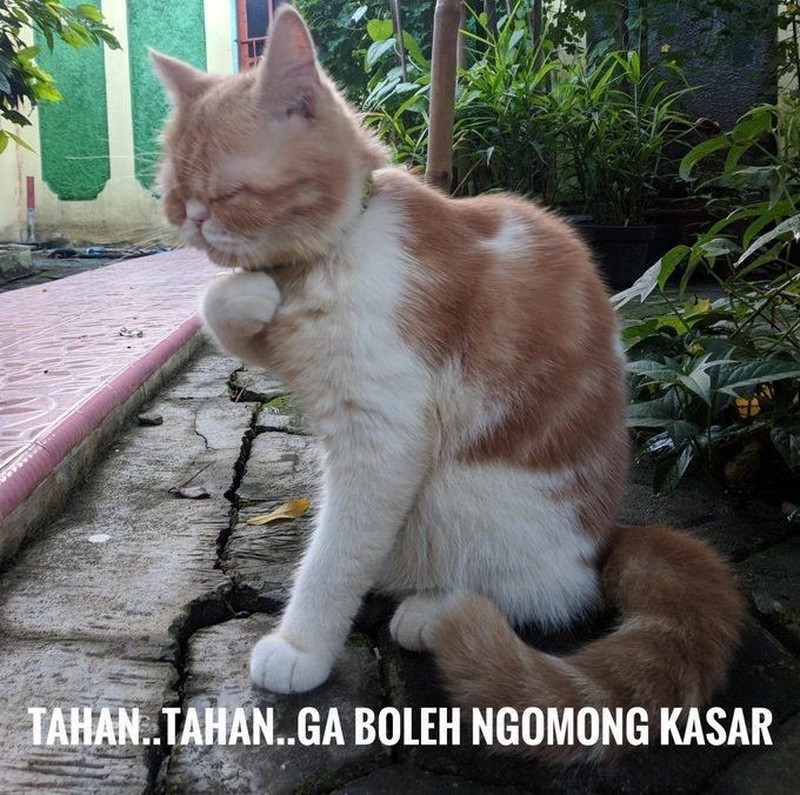 Meme Kocak Kucing