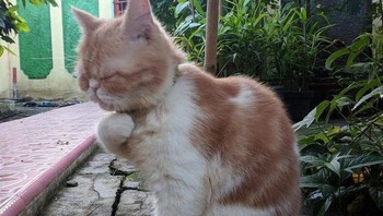 Tahan,,, tahan... nggak boleh ngomong kasar... Foto: Twitter/@majelislucutwt