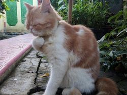 Meme Kocak Kucing Bisa untuk Reaksi Pesan WhatsApp