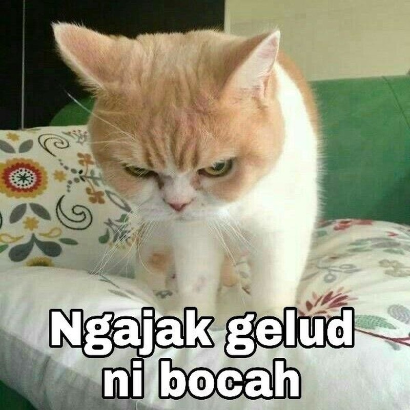 Meme Kocak Kucing