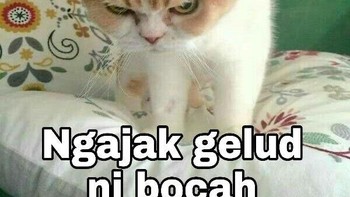 Ngajak gelud.... Foto: Twitter/@majelislucutwt