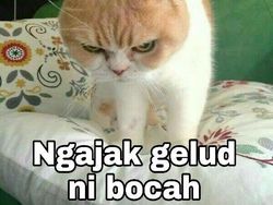 Meme Kocak Kucing Bisa untuk Reaksi Pesan WhatsApp