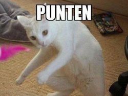 Meme Kocak Kucing Bisa untuk Reaksi Pesan WhatsApp