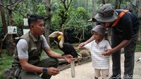Berkeliling ke area tengah, jangan heran jika pengunjung akan melihat burung rangkong berukuran besar di berbagai tempat.