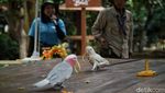 Menikmati Libur Panjang di Jakarta Bird Land Ancol