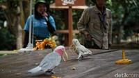 Sebuah destinasi yang cocok untuk mengenal kehidupan berbagai jenis burung di pusat atraksi fauna penerbang yang ada di kawasan Taman Impian Jaya Ancol. Telah resmi dibuka sejak November 2022, Jakarta Bird Land menghadirkan ratusan burung.