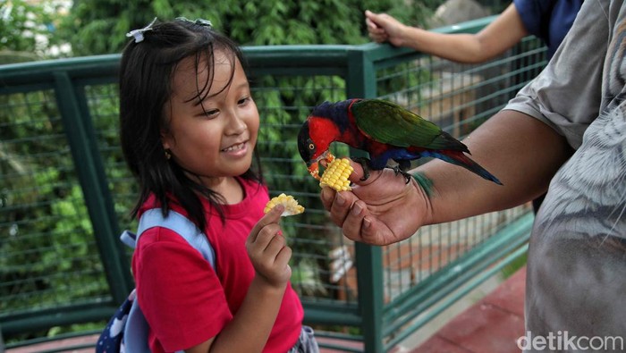 Sejumlah pegunjung menikmati pertunjukan atraksi burung di wahana Jakarta Bird Land, Taman Impian Jaya Ancol, Jakarta Utara, Kamis (9/5/2024).