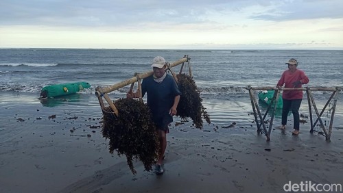 Para nelayan mengumpulkan sargassum di Jembrana, Bali.