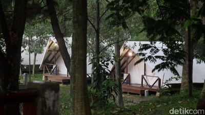 Foto: Tumbuhejo, Glamping dan Camping Ground Seru di Tengah Hutan Sentul