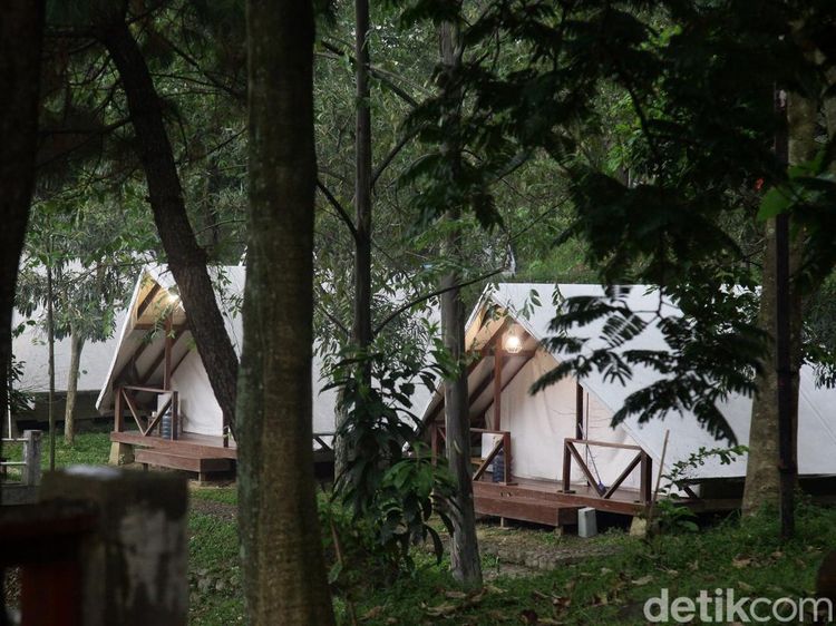 Foto: Tumbuhejo, Glamping dan Camping Ground Seru di Tengah Hutan Sentul