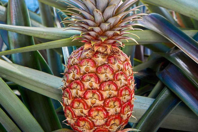 Wow! Harga Nanas Merah yang Unik Ini Sampai Rp 6 Juta