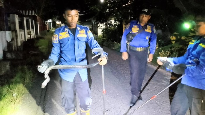 Damkar Soppeng saat mengamankan ular black mamba di depan rumah warga.