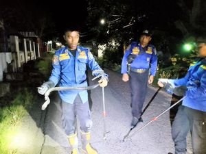 Geger Ular Hitam Berbisa 2 Meter Masuk Permukiman di Soppeng, Damkar Evakuasi