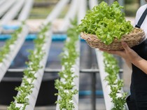 Cara Menanam Hidroponik untuk Pemula, Ini Alat dan Bahan serta Cara Kerjanya